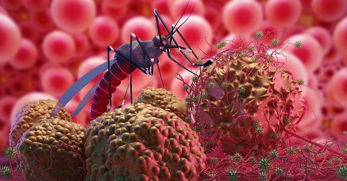 malaria-mosquito-nopparit-istockphoto malaria-mosquito-nopparit-istockphoto