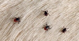 ചെള്ളുപനി എന്താണ്? ലക്ഷണങ്ങളും പ്രതിരോധ മാർഗവും അറിയാം