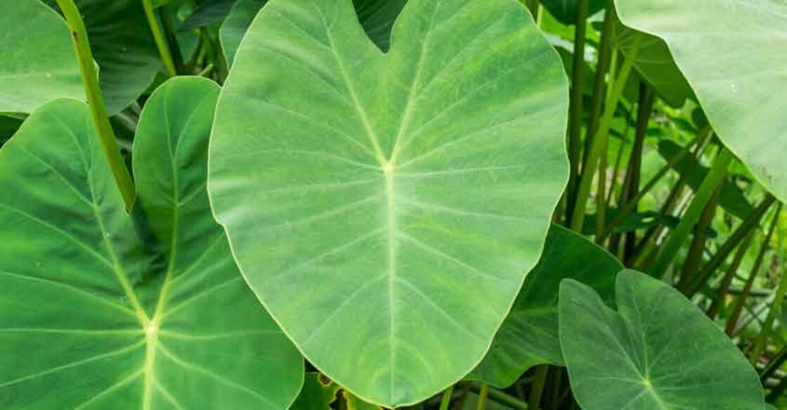 taro leaves