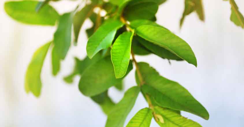 Guava leaves for wound healing research picture