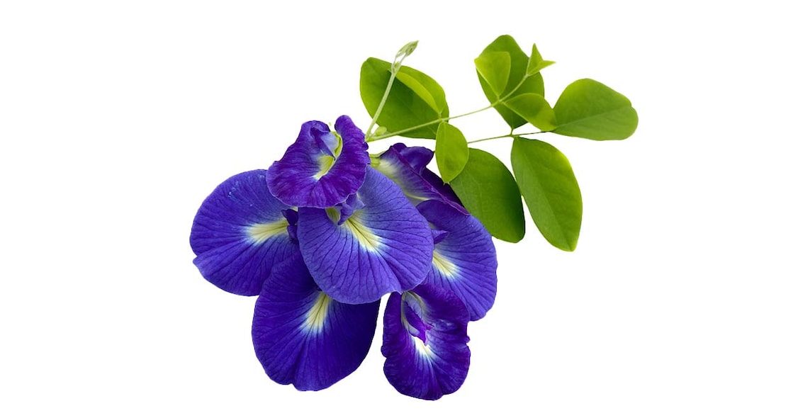 butterfly-pea-flower-Muttanavadee-Chaengkachang-istockphoto Representative image. Photo Credit:Chaengkachang/istockphoto.com