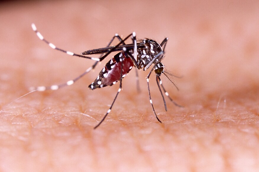 Zica virus aedes aegypti mosquito on human skin - Dengue, Chikungunya, Mayaro, Yellow fever