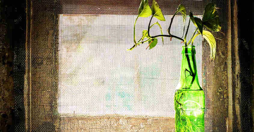 moneyplant-interior moneyplant-interior