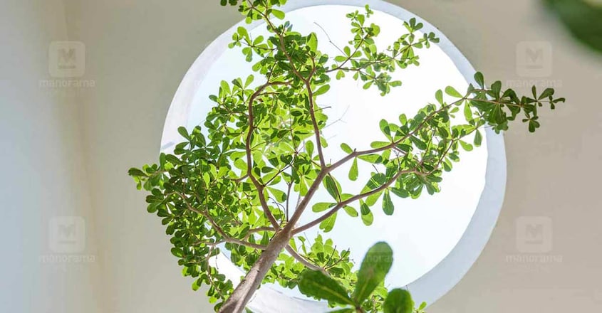breathing-home-malappuram-tree breathing-home-malappuram-tree