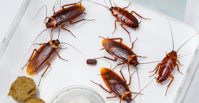cockroach-house-sink cockroach-house-sink