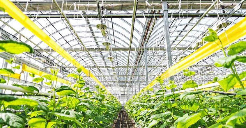 lufa-farms-inside lufa-farms-inside