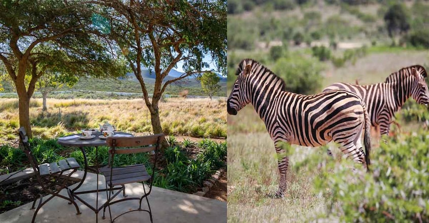 zebra-masion-animals zebra-masion-animals