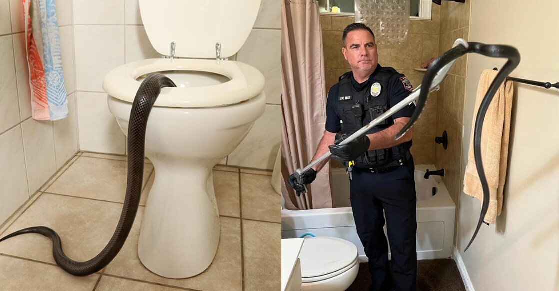 snake-bathroom snake-bathroom