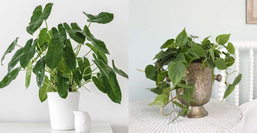 philodendron-garden philodendron-garden