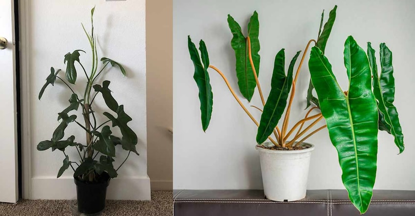 philodendron-plant philodendron-plant