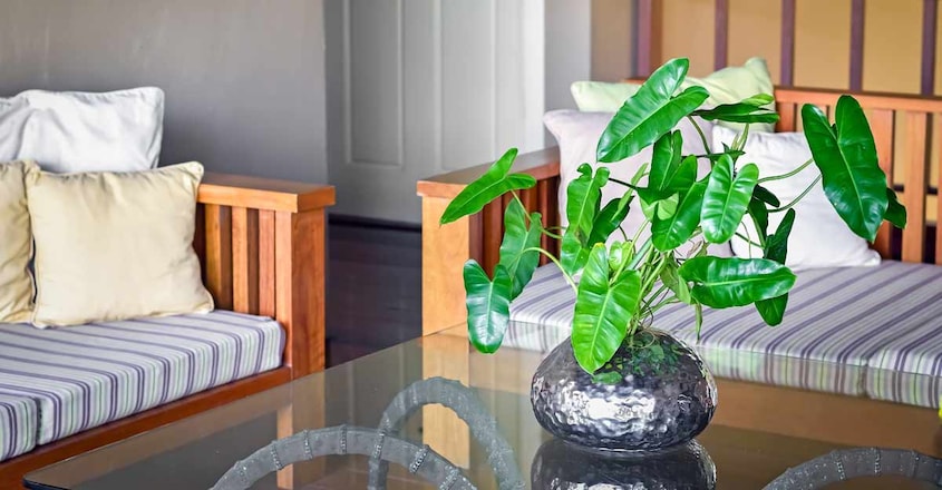 philodendron philodendron
