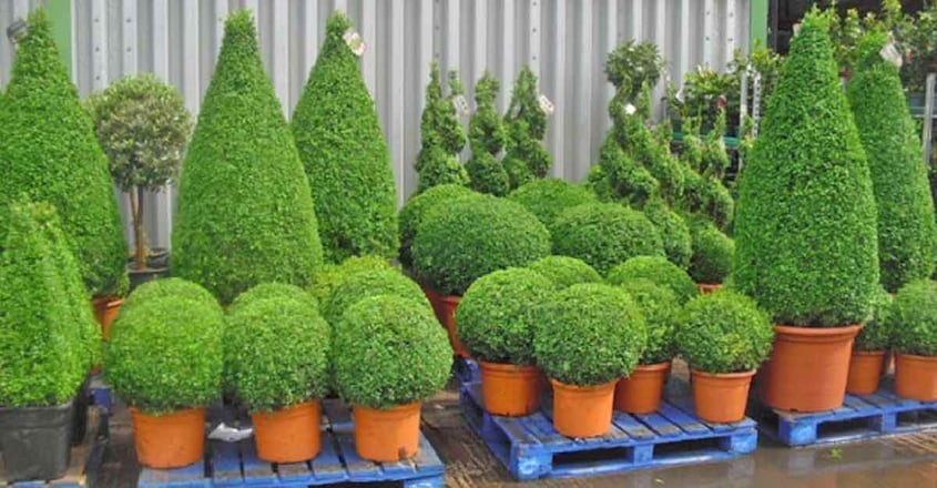 topiary-gardens topiary-gardens
