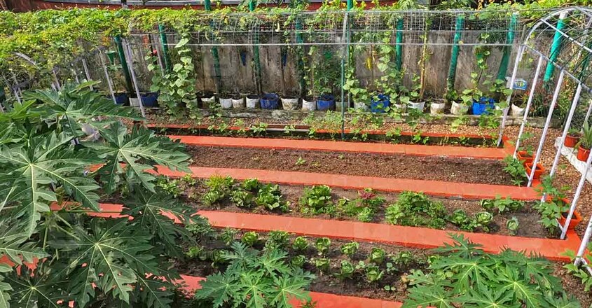 garden-house-mavelikkara-vegetable garden-house-mavelikkara-vegetable