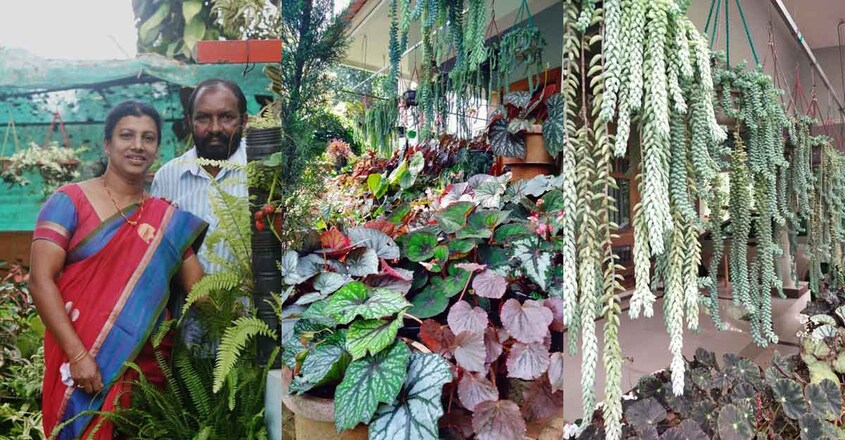 garden-home-owner garden-home-owner
