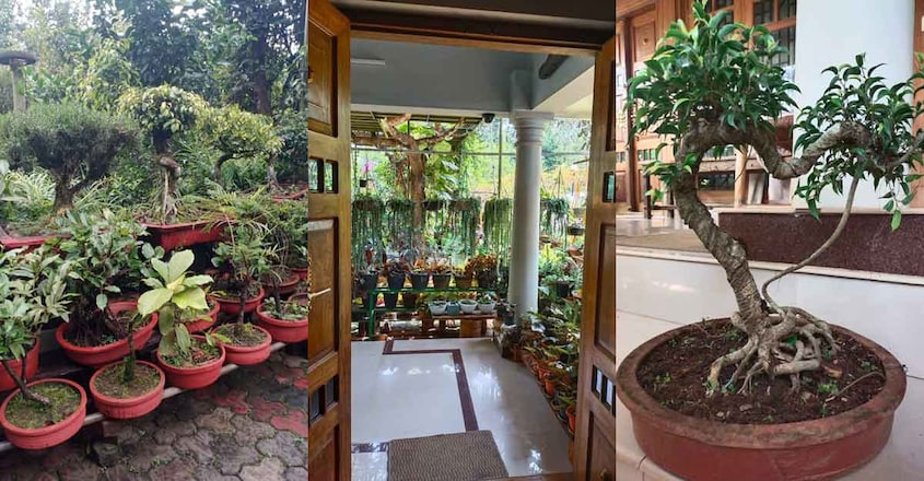 garden-home-plants garden-home-plants