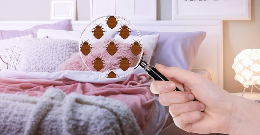 bed-bug-bedroom bed-bug-bedroom