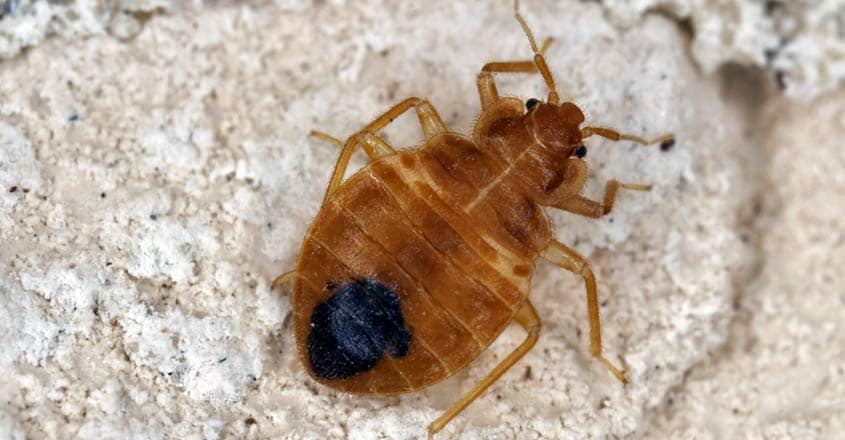 bedbugs bedbugs