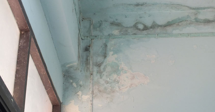 fungus-in-home fungus-in-home
