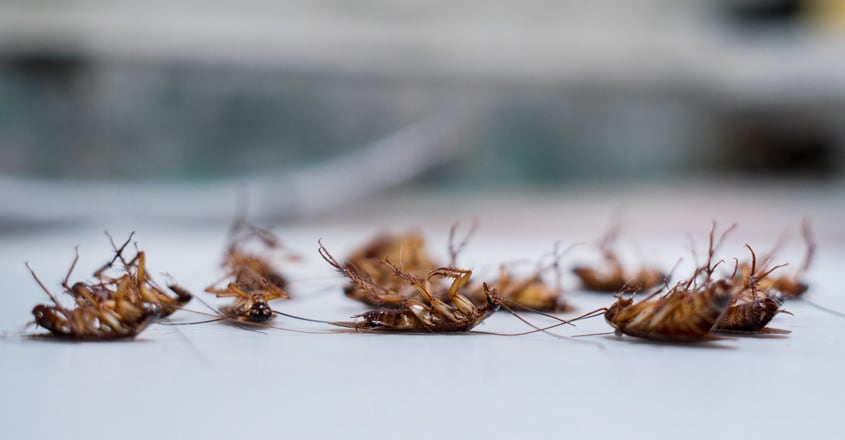 cockroach-dead cockroach-dead