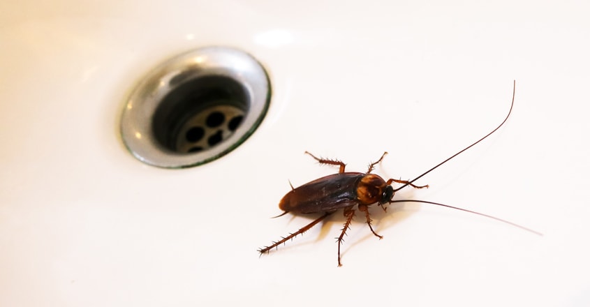 cockroach-sink cockroach-sink