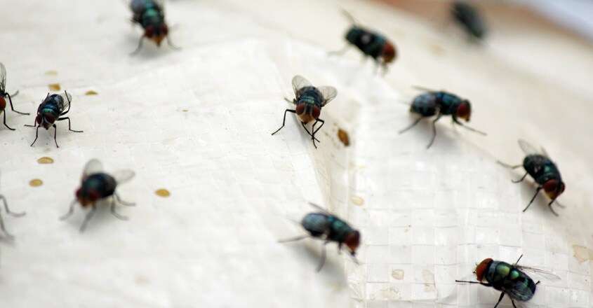 housefly-in-kitchen housefly-in-kitchen