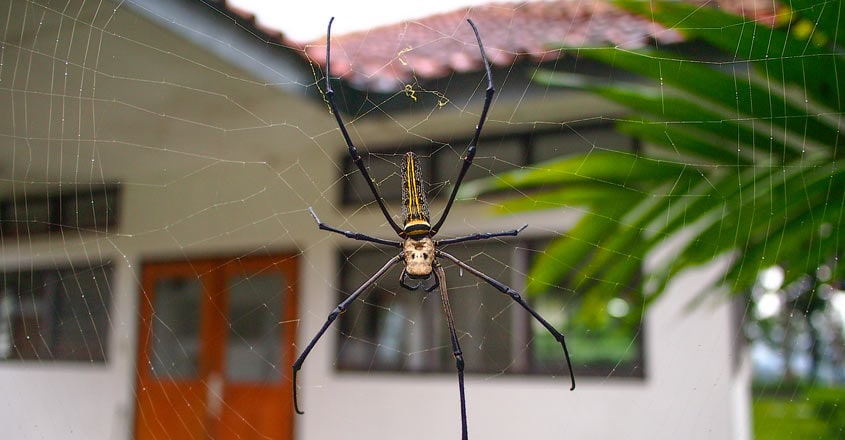 spider-in-home spider-in-home