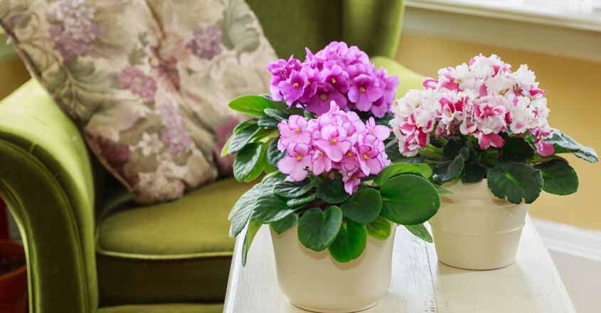 african-violet african-violet
