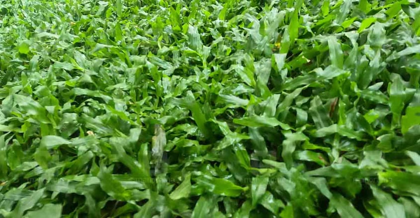 pearl-grass pearl-grass