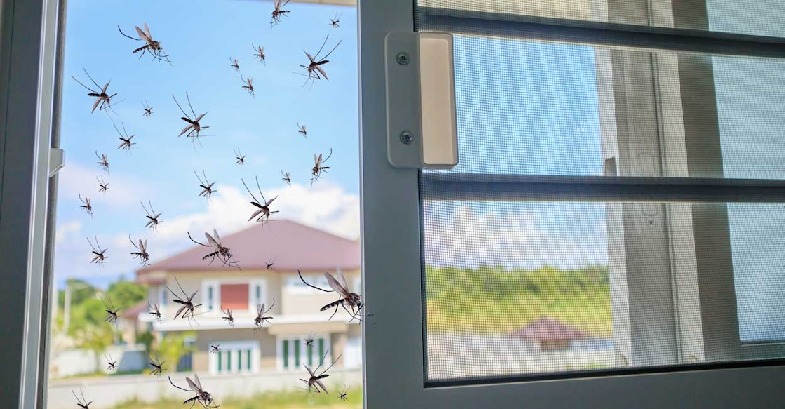 mosquito-home mosquito-home