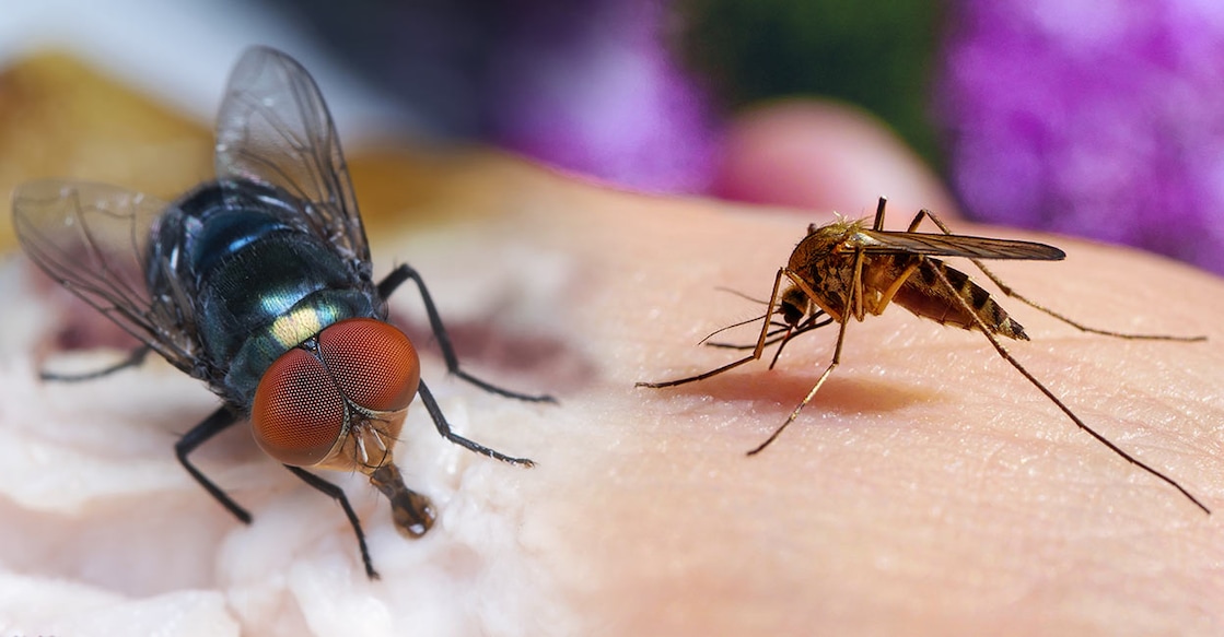 housefly-mosquitoe housefly-mosquitoe