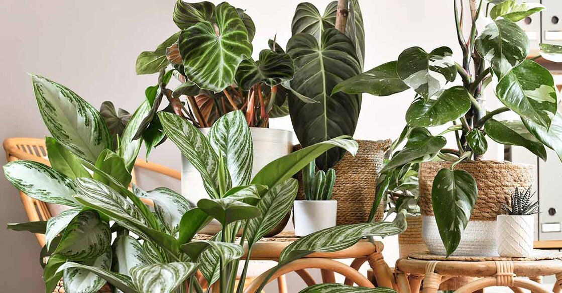 philodendron
