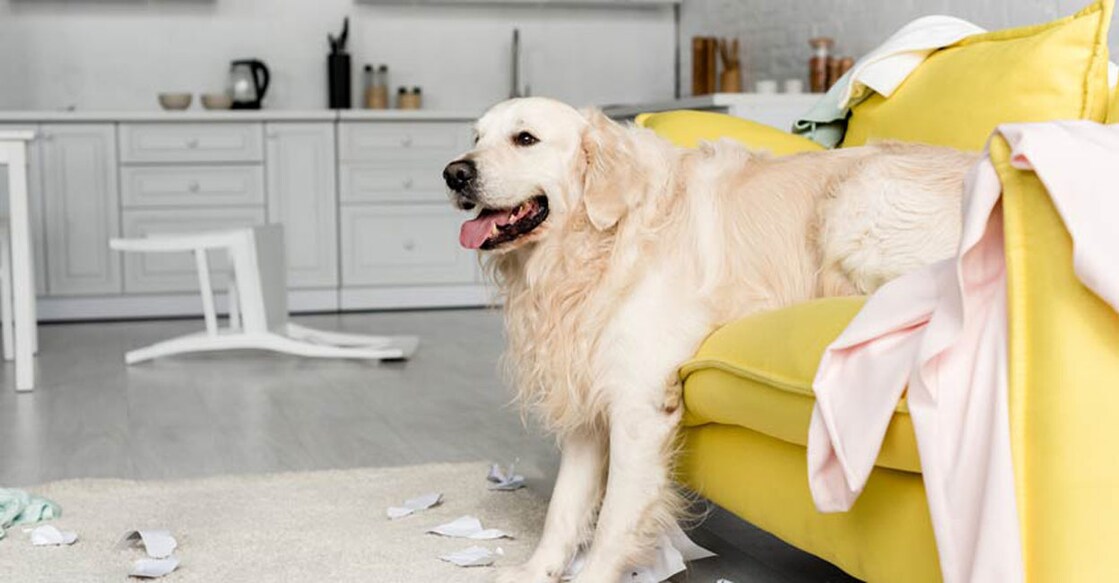 dog-in-apartment