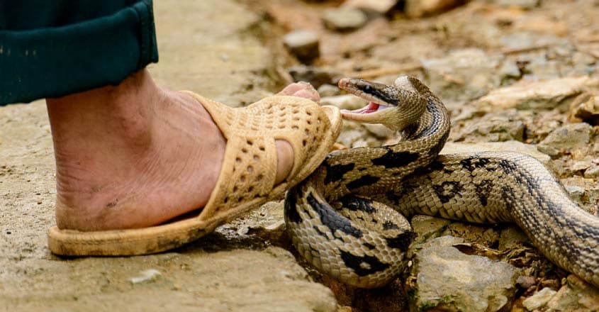 snake-house snake-house