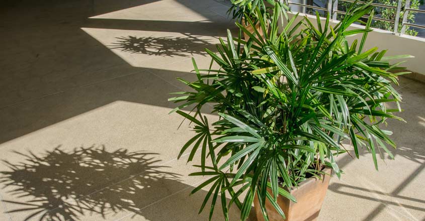 bamboo-palm bamboo-palm