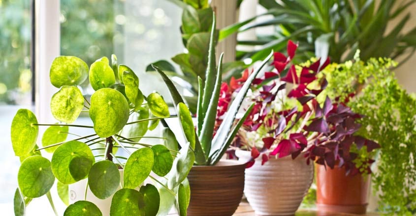 indoor-plants indoor-plants