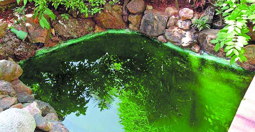 pond pond