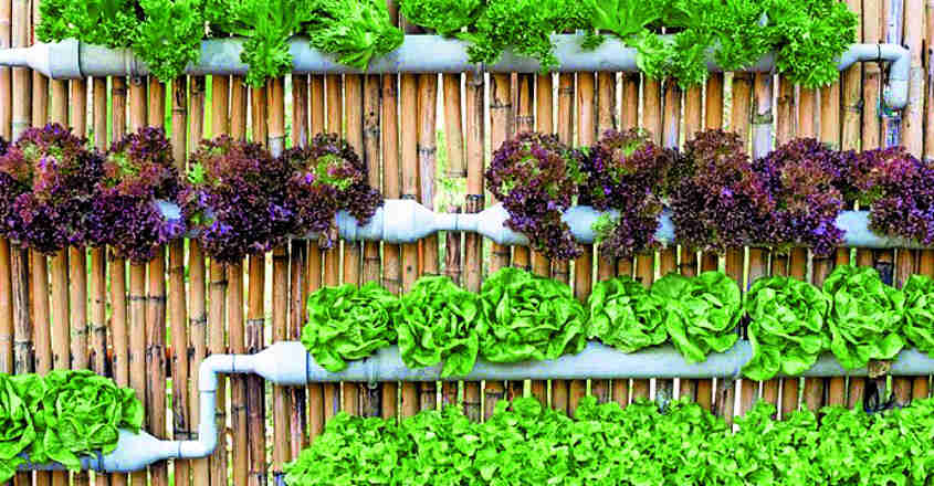 vertical-garden vertical-garden