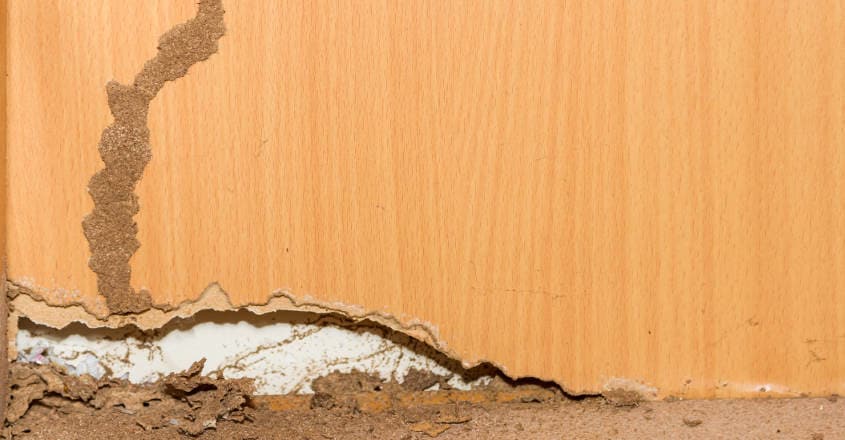 termite-in-home termite-in-home