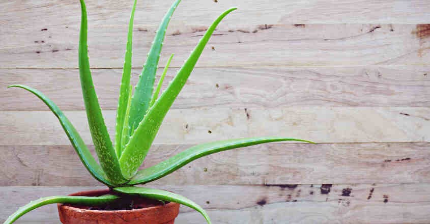 aloe-vera aloe-vera