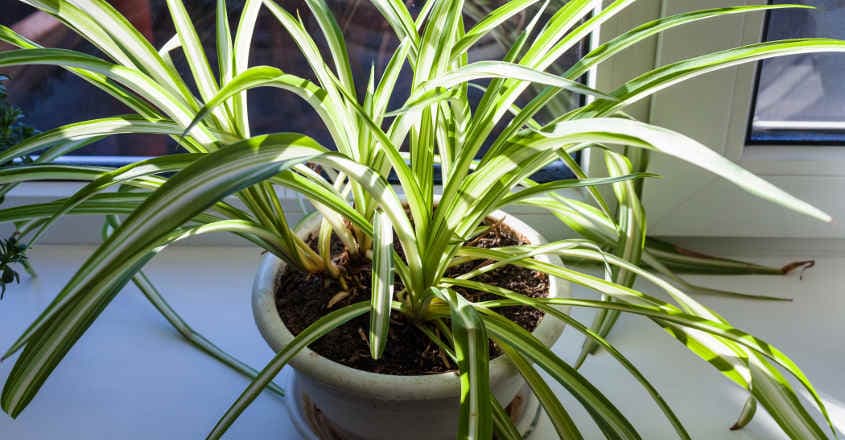 spider-plant spider-plant