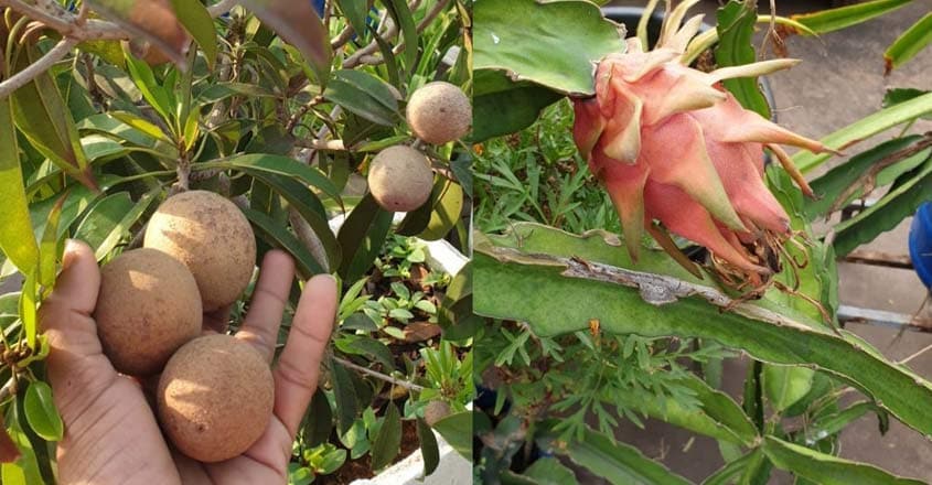 dragon-fruit dragon-fruit