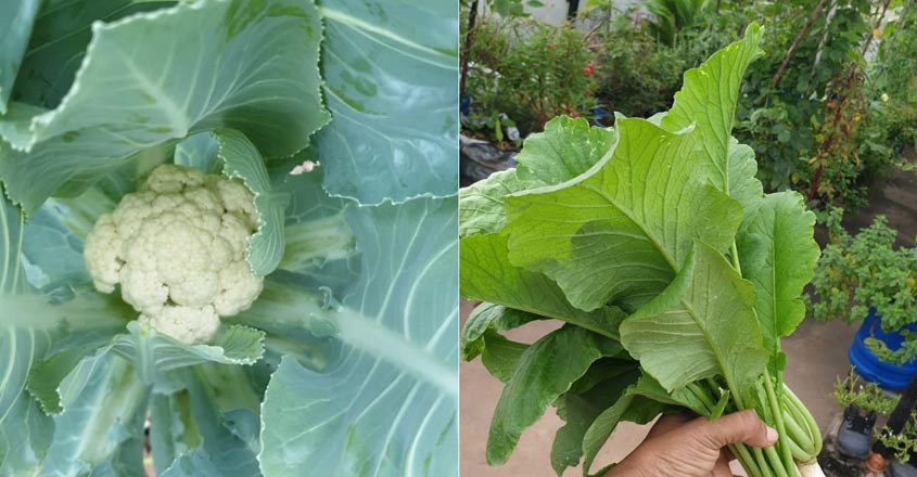 usha-garden-vegetables usha-garden-vegetables