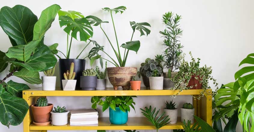 indoor-plants-home indoor-plants-home