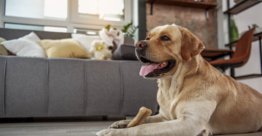 pet-dog-in-house pet-dog-in-house