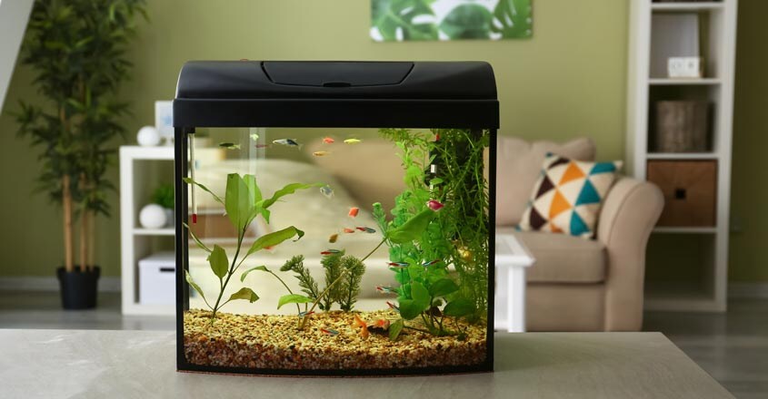aquarium aquarium