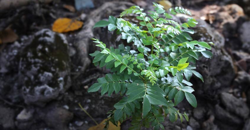 curry-leaf-plant curry-leaf-plant