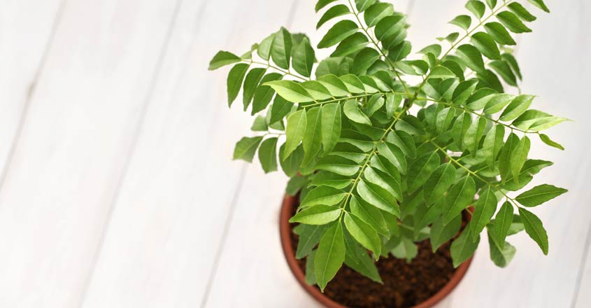 curry-leaf-tree curry-leaf-tree
