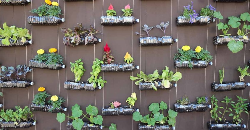 vertical-garden-home vertical-garden-home
