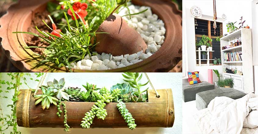 shifa-garden-plants shifa-garden-plants