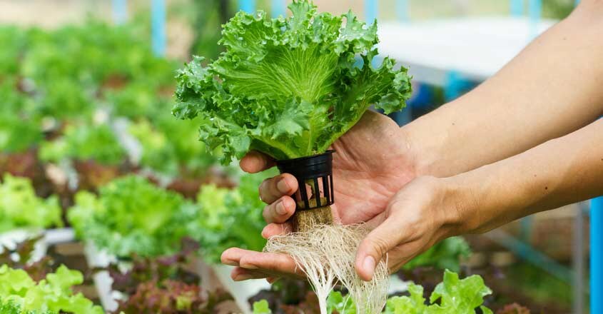 hydroponics-veg hydroponics-veg